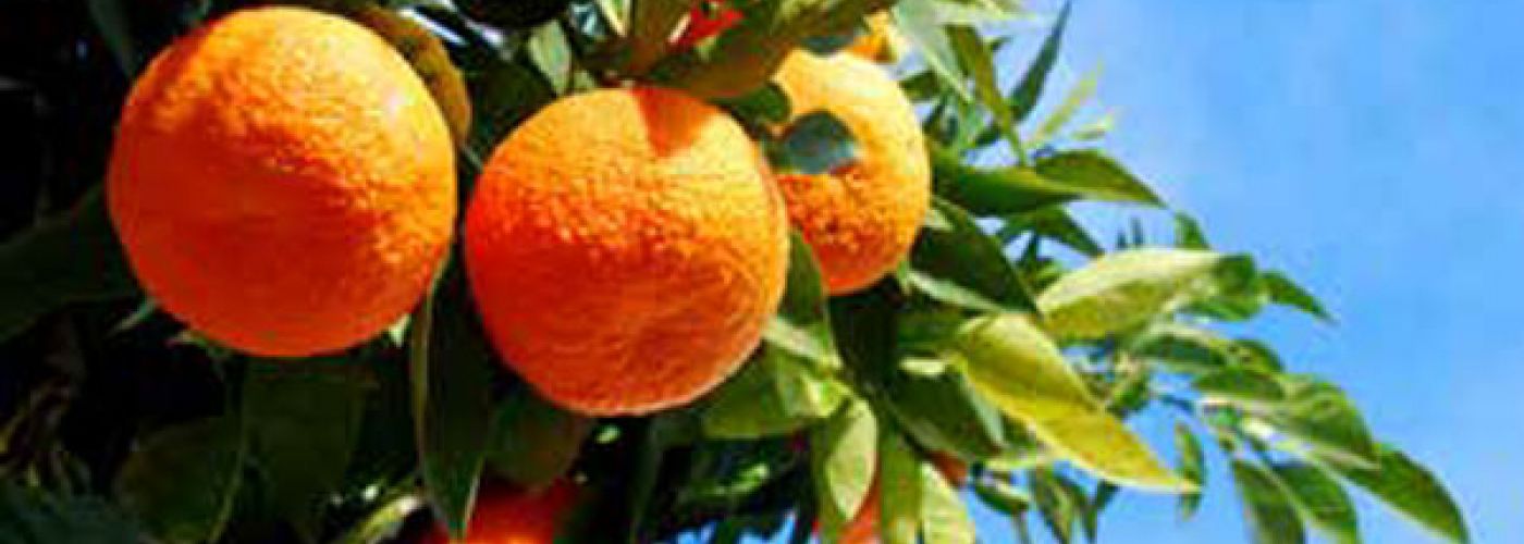 Orangenhain in Kalabrien big